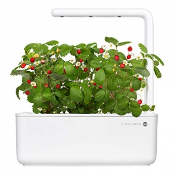 Emsa M5260600 Click und Grow Substratkapsel Wilde Erdbeere, Nachfüllpackung für Smart Garden, 3er-Set - 2