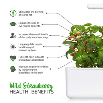 Emsa M5260600 Click und Grow Substratkapsel Wilde Erdbeere, Nachfüllpackung für Smart Garden, 3er-Set - 6