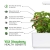 Emsa M5260600 Click und Grow Substratkapsel Wilde Erdbeere, Nachfüllpackung für Smart Garden, 3er-Set - 6